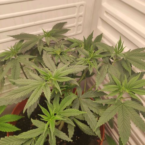 Northern Lights growlog timeline photo