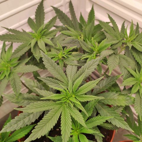 Northern Lights growlog timeline photo