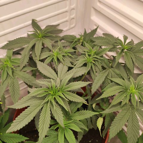 Northern Lights growlog timeline photo