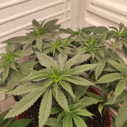 Northern Lights growlog timeline photo
