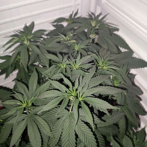 Northern Lights growlog timeline photo