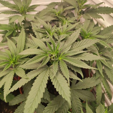 Northern Lights growlog timeline photo