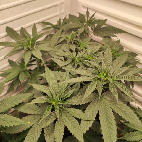 Northern Lights growlog timeline photo