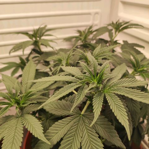Northern Lights growlog timeline photo