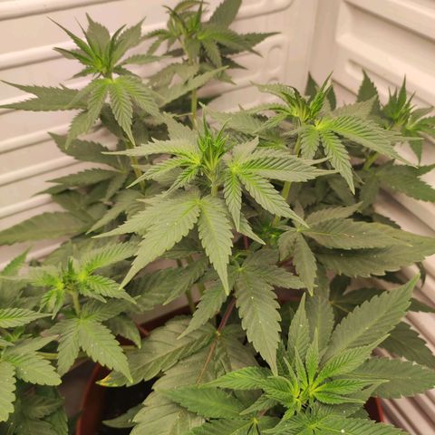 Northern Lights growlog timeline photo