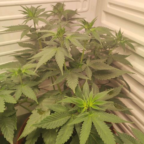 Northern Lights growlog timeline photo
