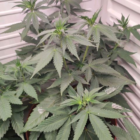Northern Lights growlog timeline photo
