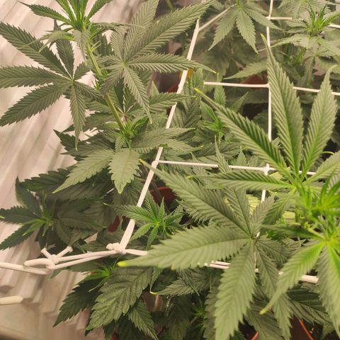 Northern Lights growlog timeline photo