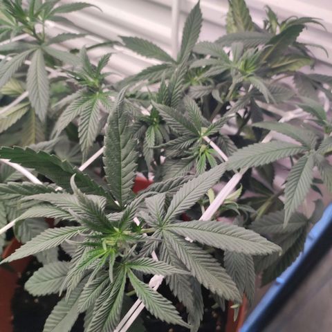 Northern Lights growlog timeline photo