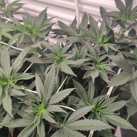 Northern Lights growlog timeline photo