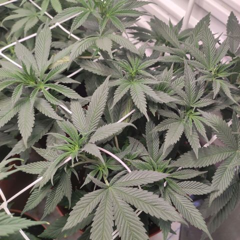 Northern Lights growlog timeline photo