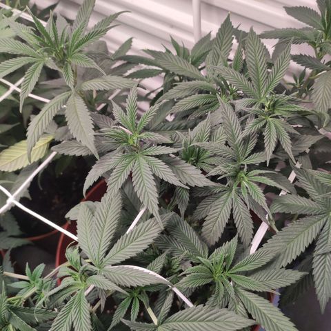 Northern Lights growlog timeline photo