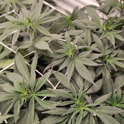Northern Lights growlog timeline photo