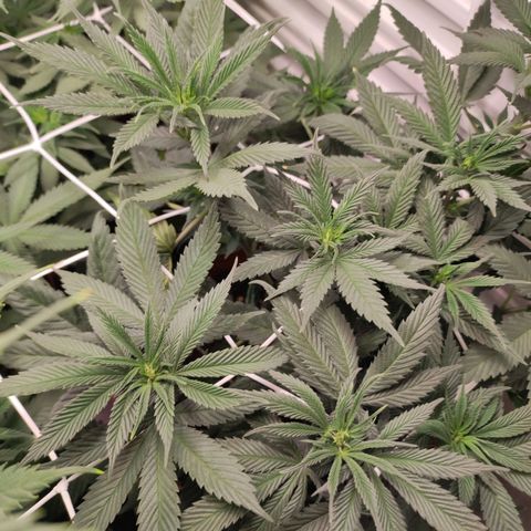 Northern Lights growlog timeline photo