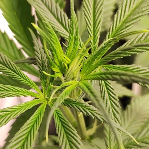 Northern Lights growlog timeline photo