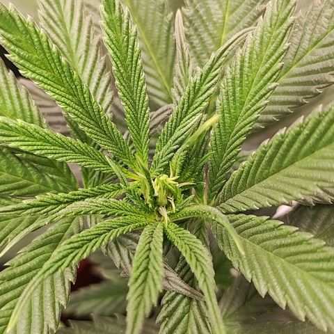 Northern Lights growlog timeline photo