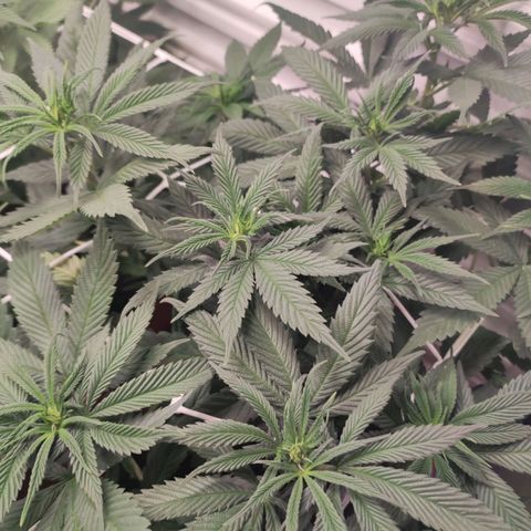Northern Lights growlog timeline photo