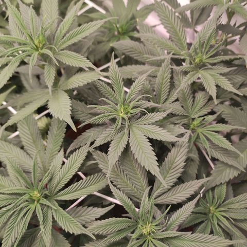 Northern Lights growlog timeline photo