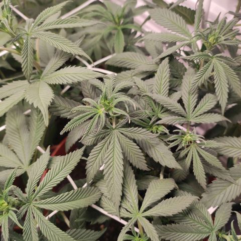 Northern Lights growlog timeline photo