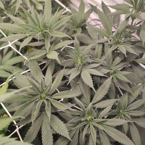 Northern Lights growlog timeline photo
