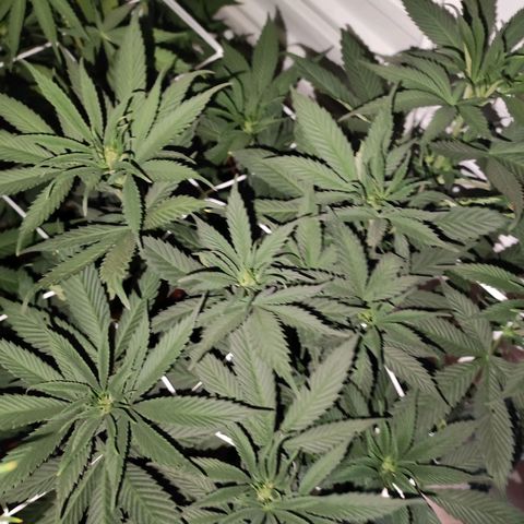 Northern Lights growlog timeline photo
