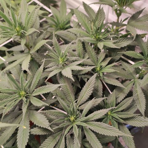 Northern Lights growlog timeline photo