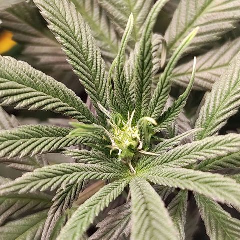 Northern Lights growlog timeline photo