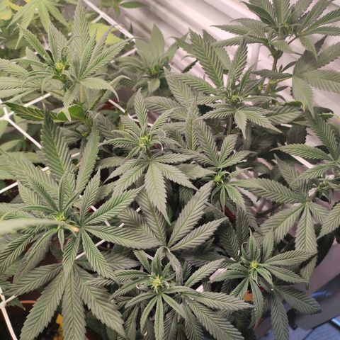 Northern Lights growlog timeline photo