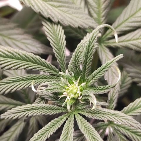 Northern Lights growlog timeline photo