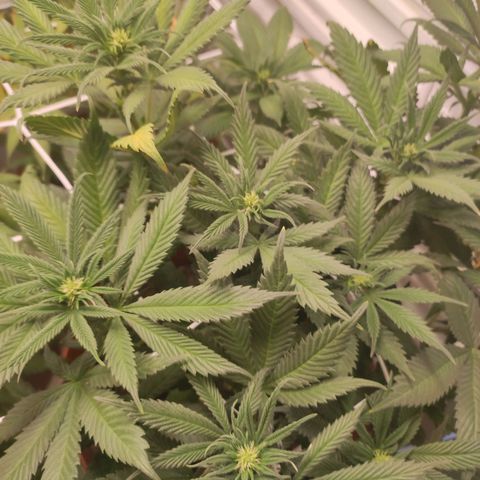 Northern Lights growlog timeline photo