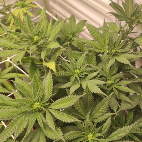 Northern Lights growlog timeline photo