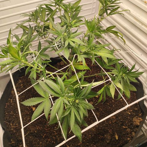 Northern Lights growlog timeline photo