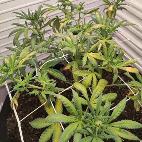 Northern Lights growlog timeline photo