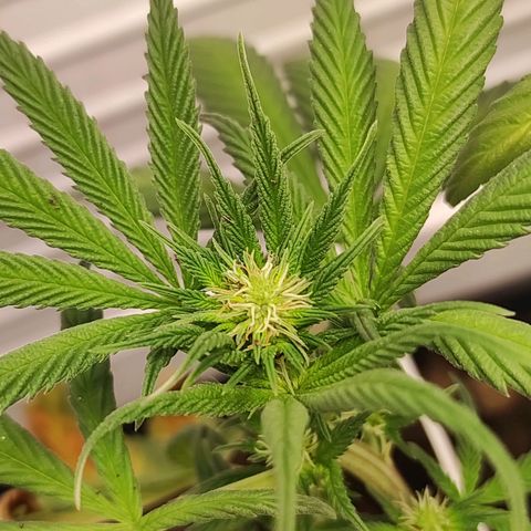 Northern Lights growlog timeline photo