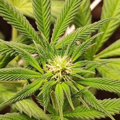 Northern Lights growlog timeline photo