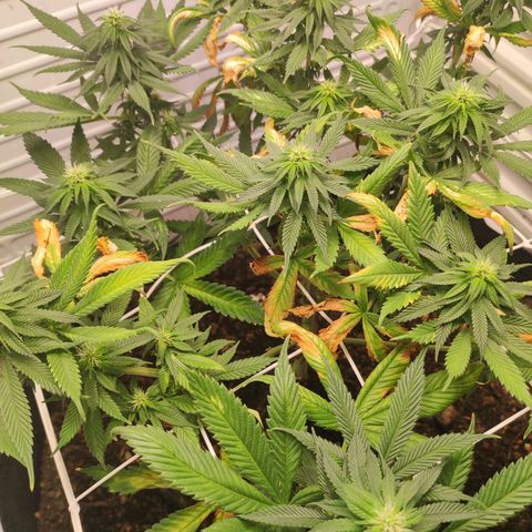 Northern Lights growlog timeline photo
