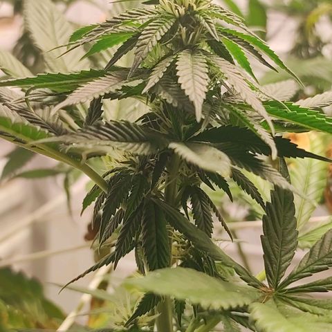 Northern Lights growlog timeline photo