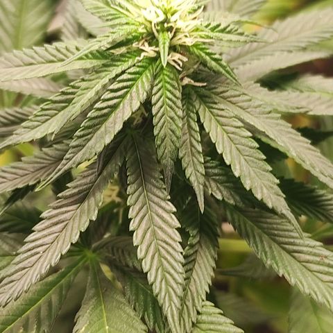 Northern Lights growlog timeline photo