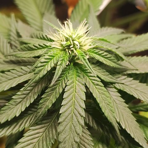 Northern Lights growlog timeline photo