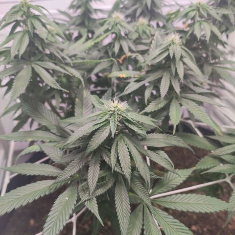 Northern Lights growlog timeline photo