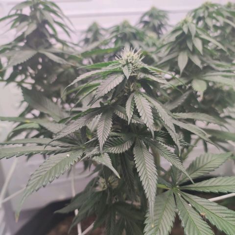 Northern Lights growlog timeline photo