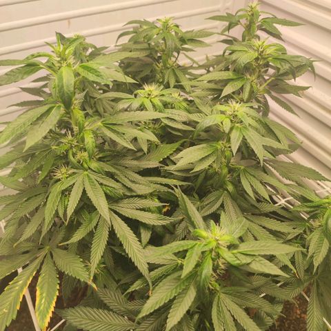 Northern Lights growlog timeline photo