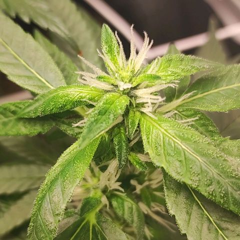 Northern Lights growlog timeline photo