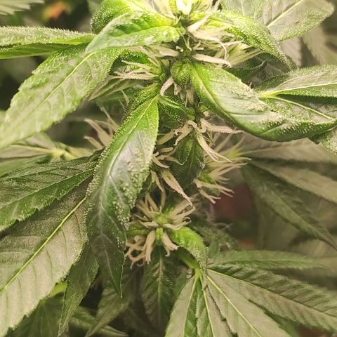 Northern Lights growlog timeline photo