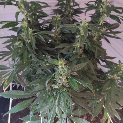 Northern Lights growlog timeline photo