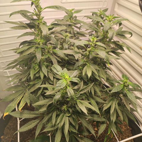 Northern Lights growlog timeline photo