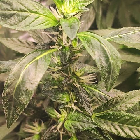 Northern Lights growlog timeline photo