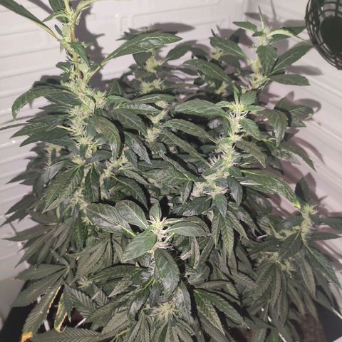 Northern Lights growlog timeline photo