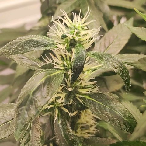 Northern Lights growlog timeline photo