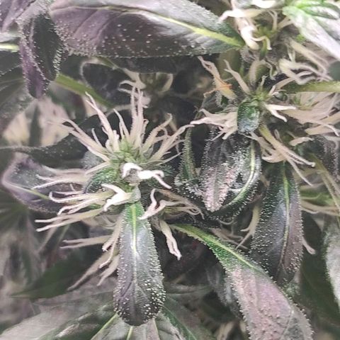 Northern Lights growlog timeline photo
